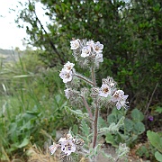 phacelia cicutaria